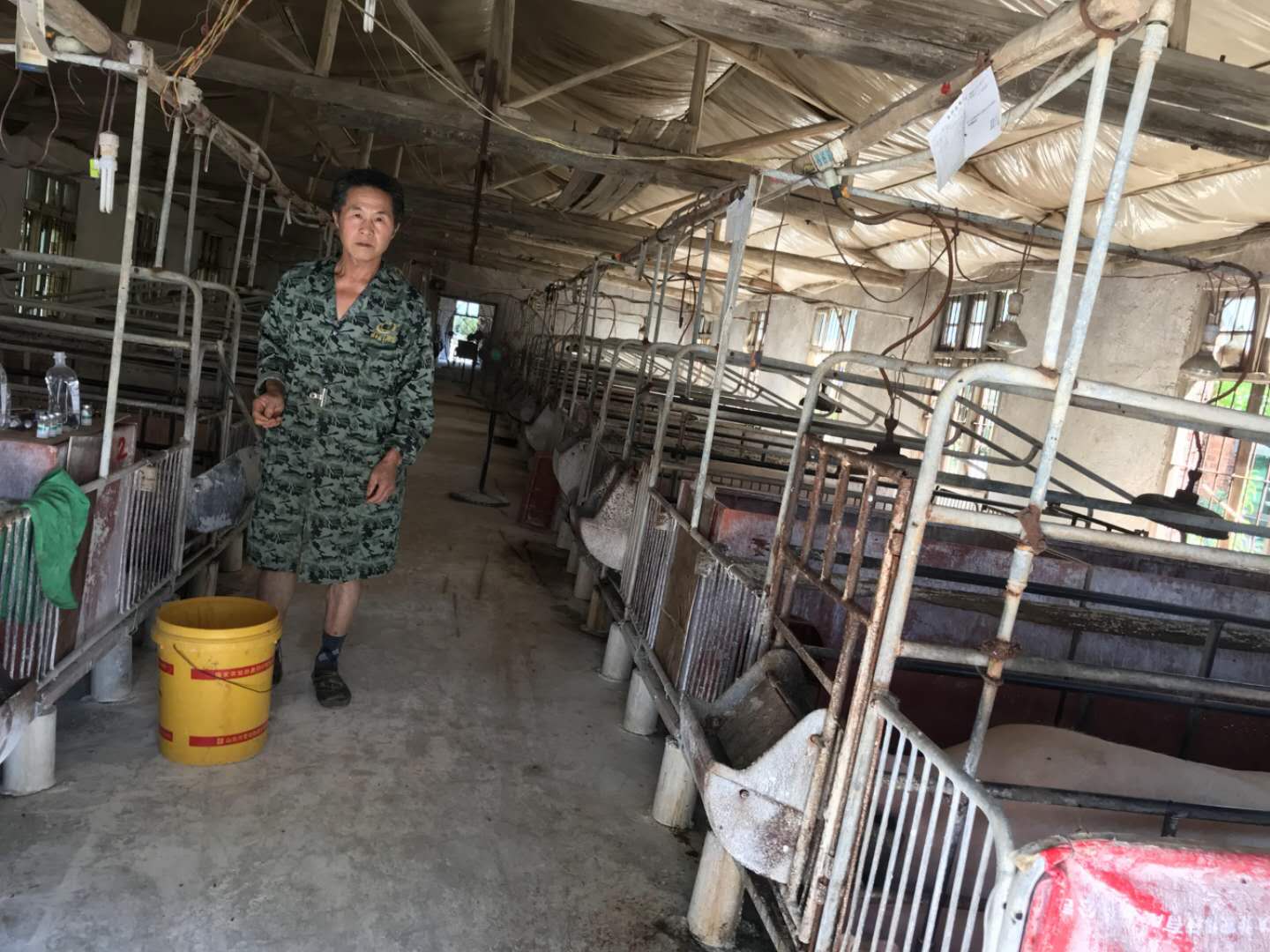 養豬場肉豬 酒糟喂豬