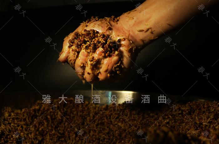 發酵好的高粱