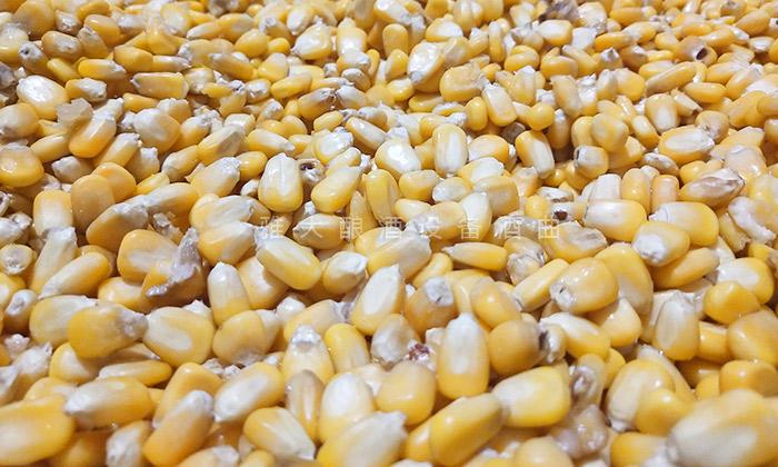 挑選新鮮、無霉變、無雜質的玉米為原料