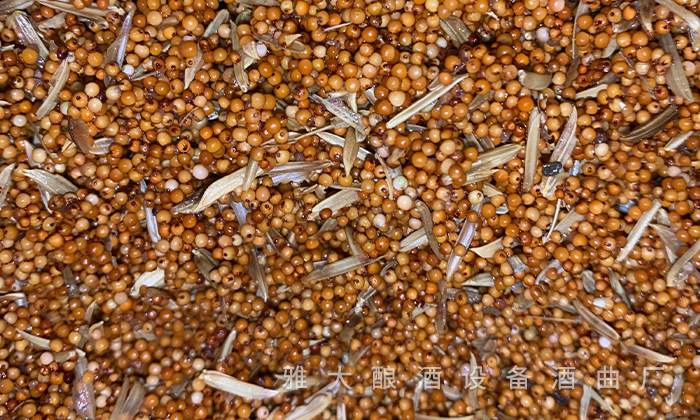 白酒苦味調控與風味平衡，來自老師傅的釀酒經(jīng)驗分享 5